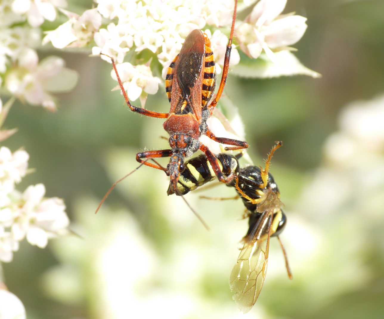 Rhynocoris erhytropus con preda